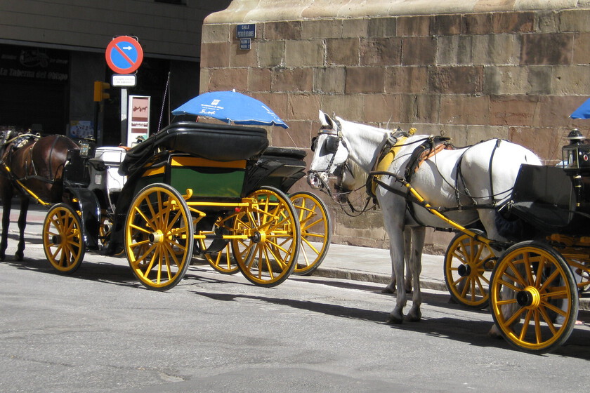 Cada vez más ciudades dicen adiós a los coches de caballos para turistas. Málaga ha decidido que este sea su último año