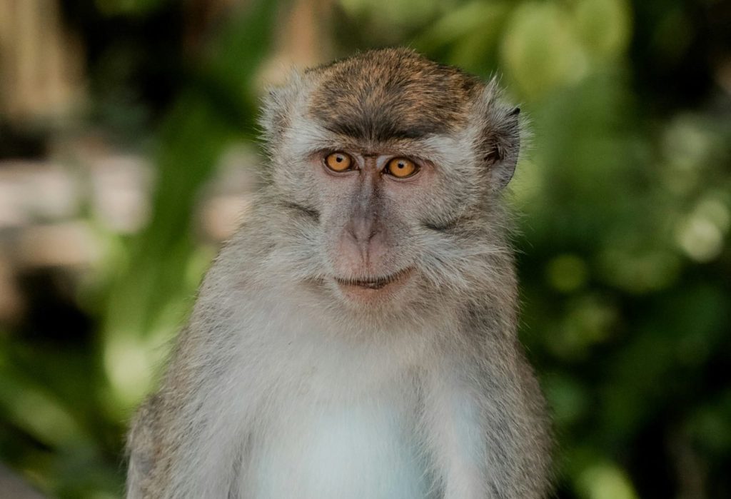 macacos trasplante corazón riñón