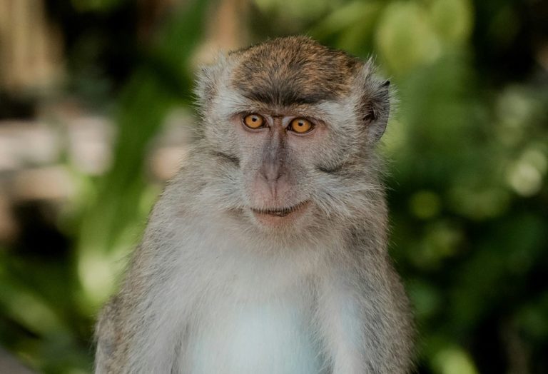 macacos trasplante corazón riñón