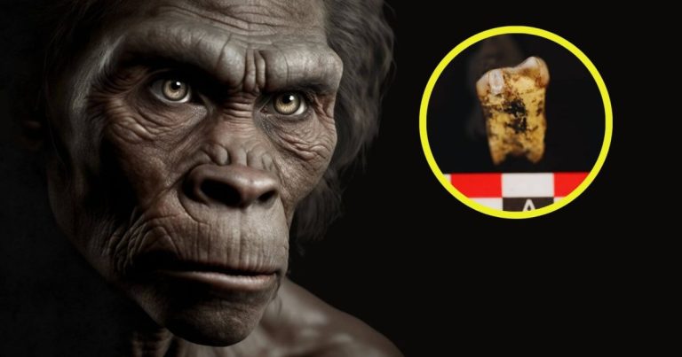 Un sorprendente hallazgo en Sudáfrica confirma que el 'Australopithecus' hace 3 millones de años apenas comía carne y aporta nuevas pistas sobre su evolución