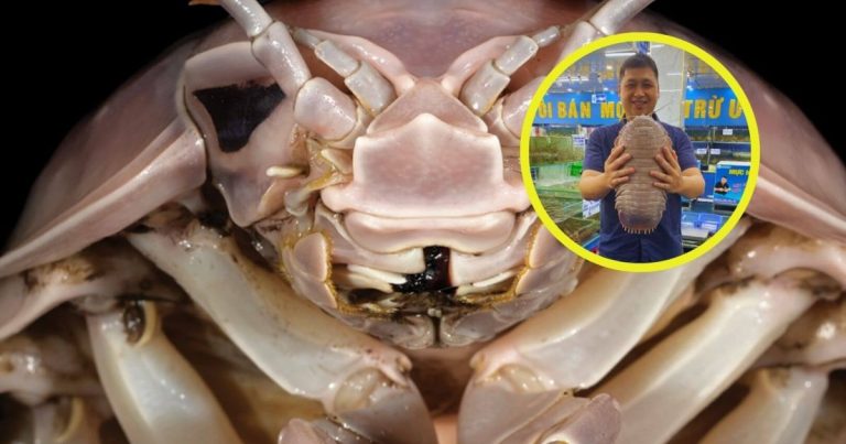 podría ser más sabroso que la langosta, según científicos