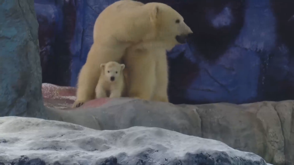 VIDEO: Conozca a Nur, la primera osa polar nacida en América Latina