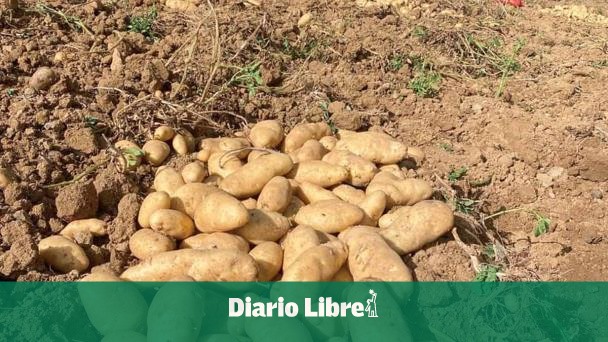 Aseguran no hay plaga en cultivo de papa en Constanza