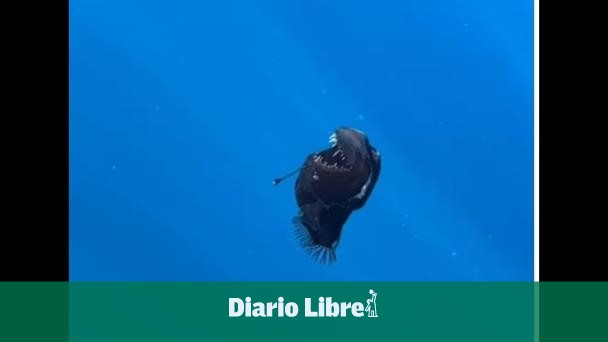 Avistan en España al raro pez diablo negro