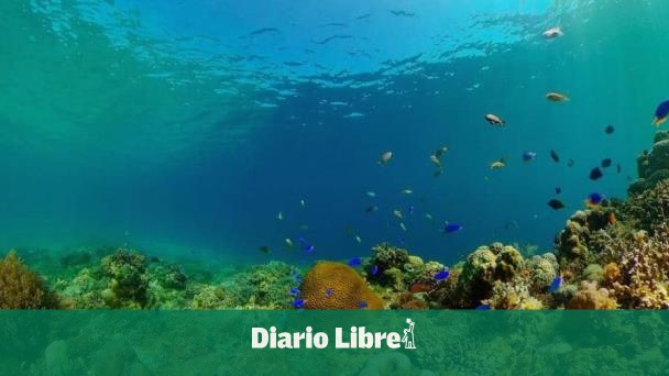 COP16: adoptan plan para financiar la biodiversidad