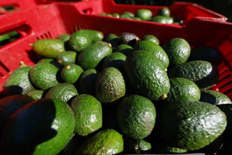 Capturan a familiares de presunto líder extorsionador de limoneros y aguacateros • Seguridad • Forbes México