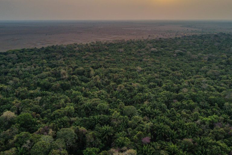 Un misterio enterrado en la selva: científicos encuentran rastros de una civilización avanzada en la Amazonia