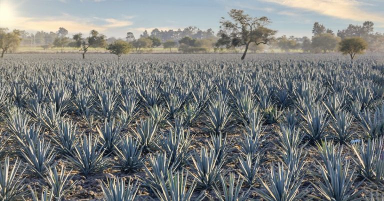 El furor por el tequila pone contra la pared a los productores de agave