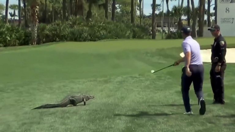 El golfista Billy Horschel se enfrenta a un caimán en pleno torneo: "No les tengo miedo"