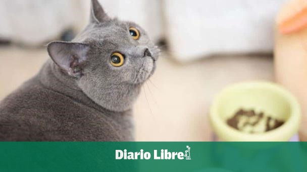 Escocia desmiente que vaya a prohibir los gatos