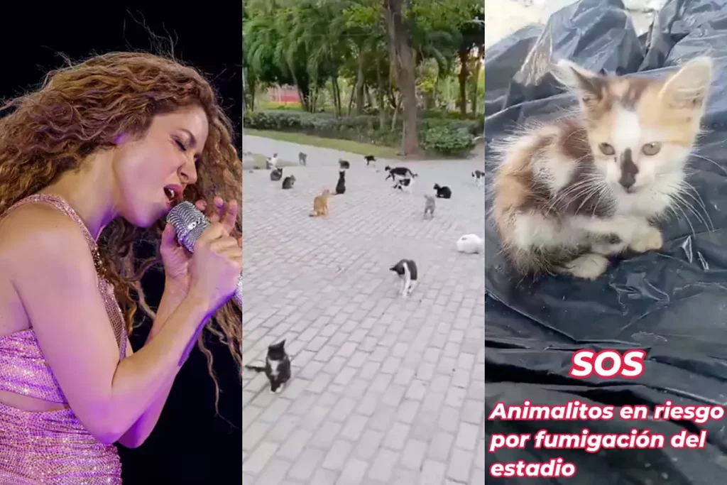 Grave denuncia sobre el concierto de Shakira en Barranquilla ¿Qué pasó con los animales sin hogar?