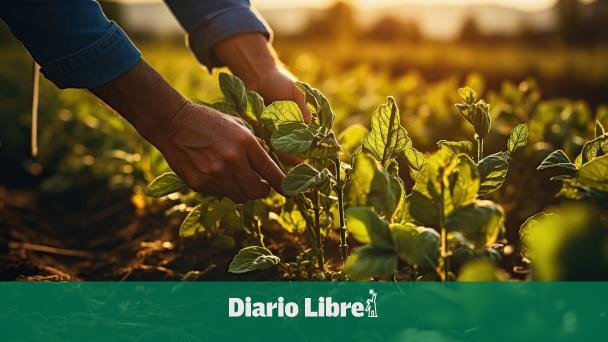 IICA respalda proyectos para fortalecer agricultura en el Caribe