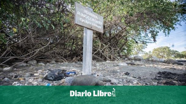 Investigan muerte de iguanas rinoceronte en Baní