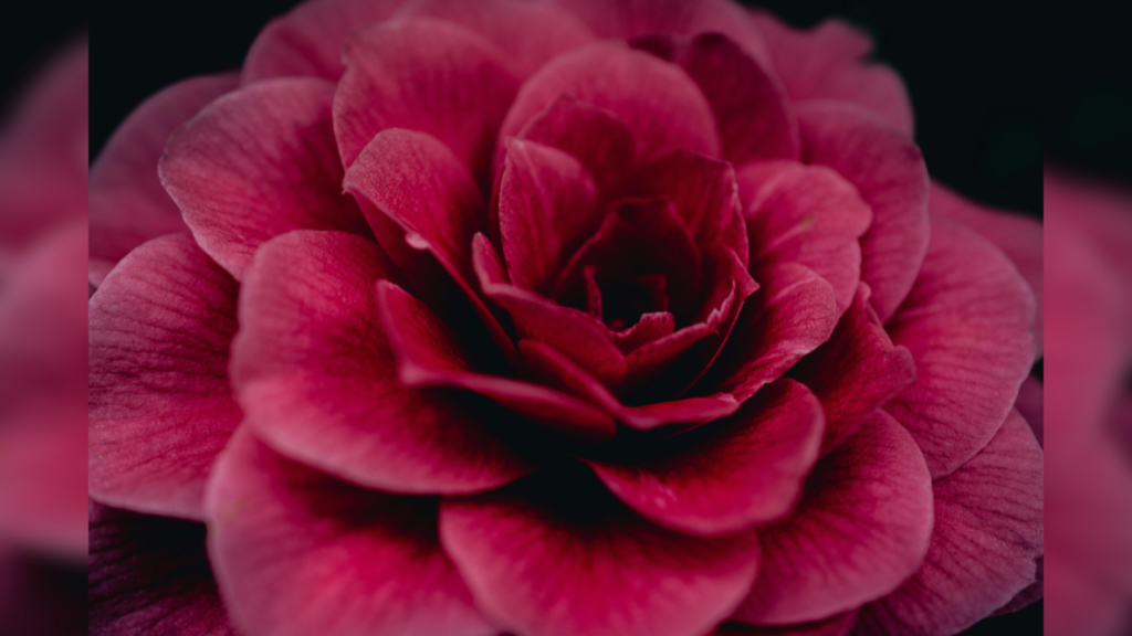 La camelia roja será tu mejor aliada antienvejecimiento gracias a Chanel Beauty