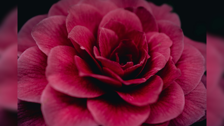 La camelia roja será tu mejor aliada antienvejecimiento gracias a Chanel Beauty