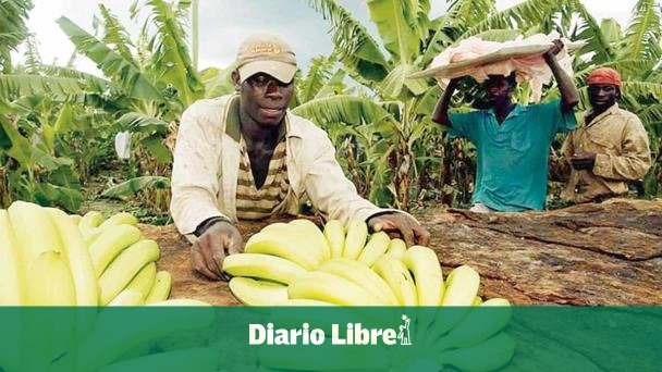 La producción de banano en el país