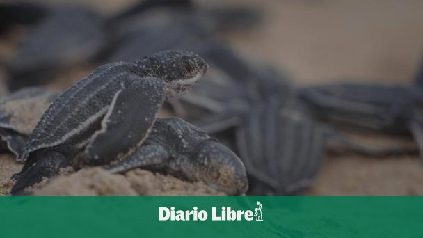 Las tortugas marinas anidan antes por cambio climático