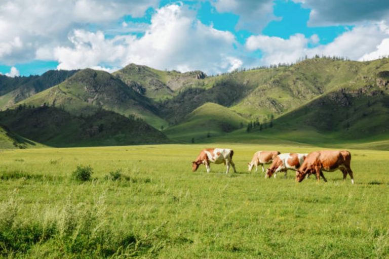 Un hallazgo en la Península Ibérica cambia la historia: los pastores neolíticos ya gestionaban su ganado con estrategias avanzadas hace 6.000 años