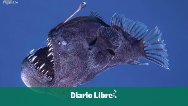 Muere el Pez Diablo Negro que fue visto en Canarias, España