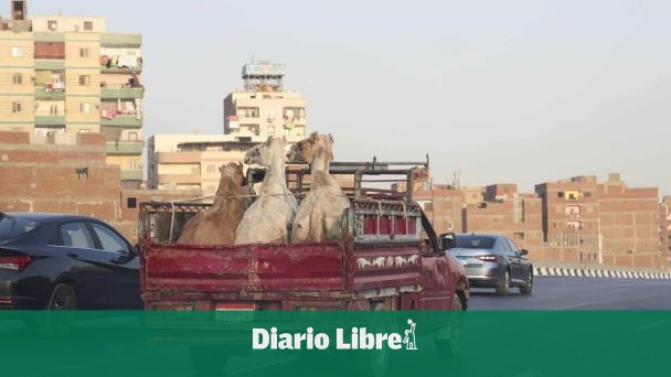 Operadores turísticos no ofrecerán paseos con camellos en pirámides