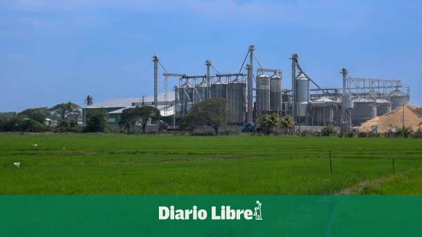 Precios del arroz: Adofa asegura estabilidad