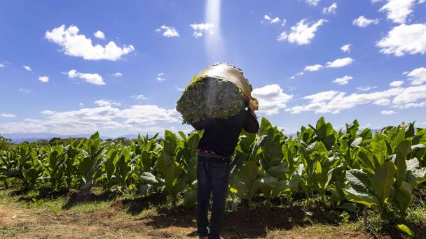 Préstamos al tabaco reactivan cultivo en Dajabón y Santiago Rodríguez