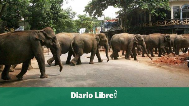 Seis elefantes mueren tras ser arrollados por un tren en Sri Lanka