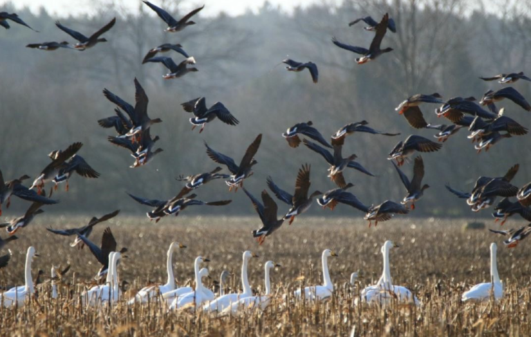 Un fósil jurásico hallado en China reescribe la historia de la evolución de las aves