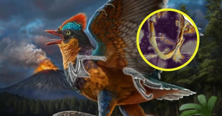 descubren en China un fósil de un ave de 149 millones de años que podría adelantar la evolución de las aves en 20 millones de años