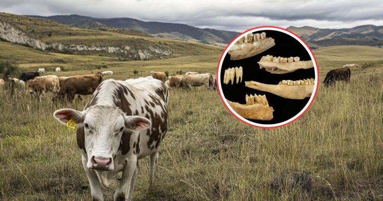 los pastores neolíticos ya gestionaban su ganado de forma planificada hace 6.000 años