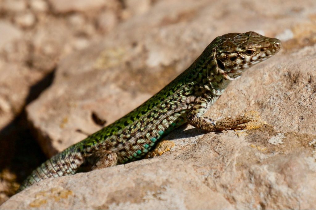 Lagartijas
