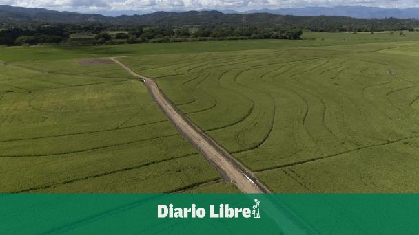 ¿Pueden aranceles de Trump afectar la producción de arroz de RD?