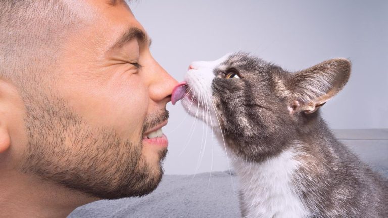 Tengo gato y este es el producto que tu peludo y tú necesitáis para ser felices para siempre (y está en oferta)