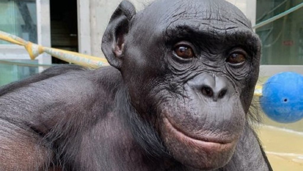 Muere el bonobo