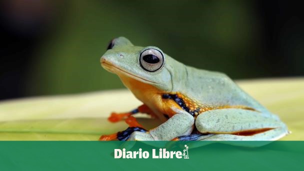 Antibióticos hallados en ranas podrían ayudar contra superbacterias