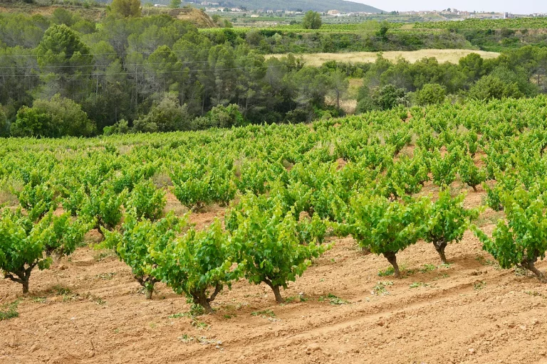 Así son las medidas de Bruselas en apoyo del sector del vino europeo