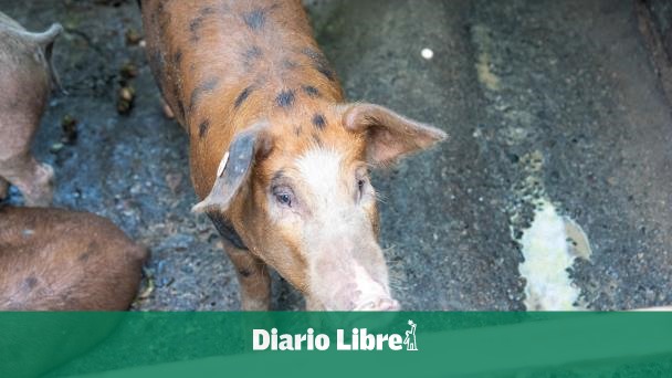 Autoridades confirman rebrote de peste porcina en Dajabón