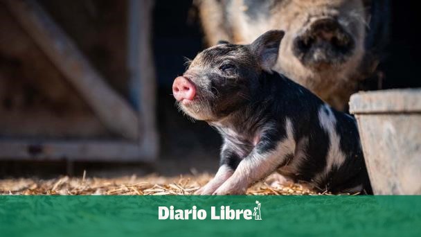 Cirujanos chinos realizan trasplante de hígado de cerdo a un humano