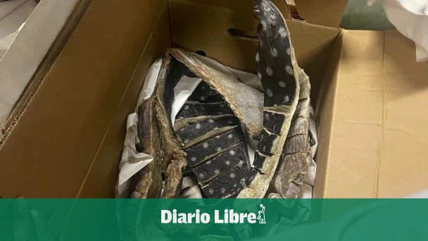 Codopesca incauta 259 libras de tortuga tinglar