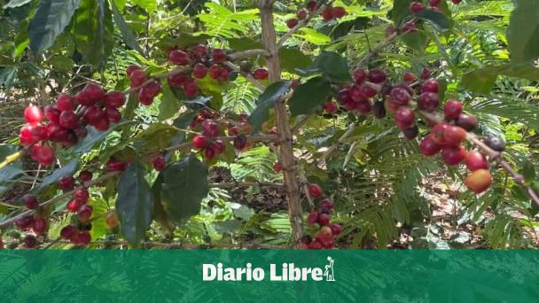 Concafed pide apoyo al gobierno para una caficultura sostenible