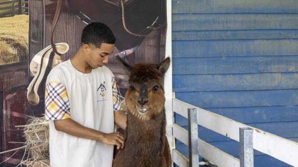 Dónde se encuentran alpacas en RD