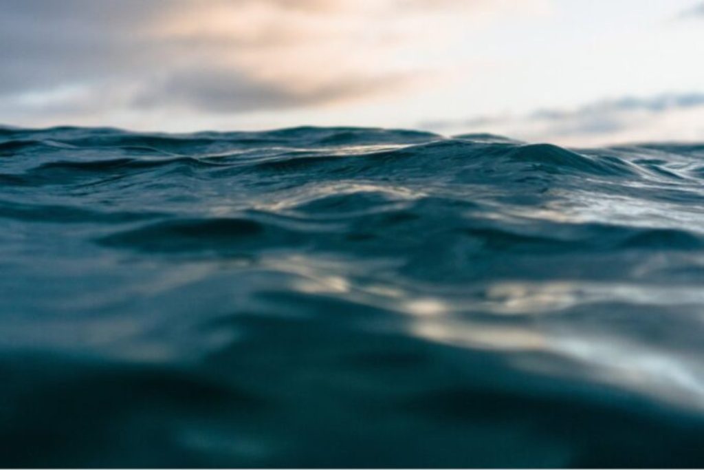 Hallazgo inesperado en el océano Índico: dos criaturas marinas que desafían lo conocido