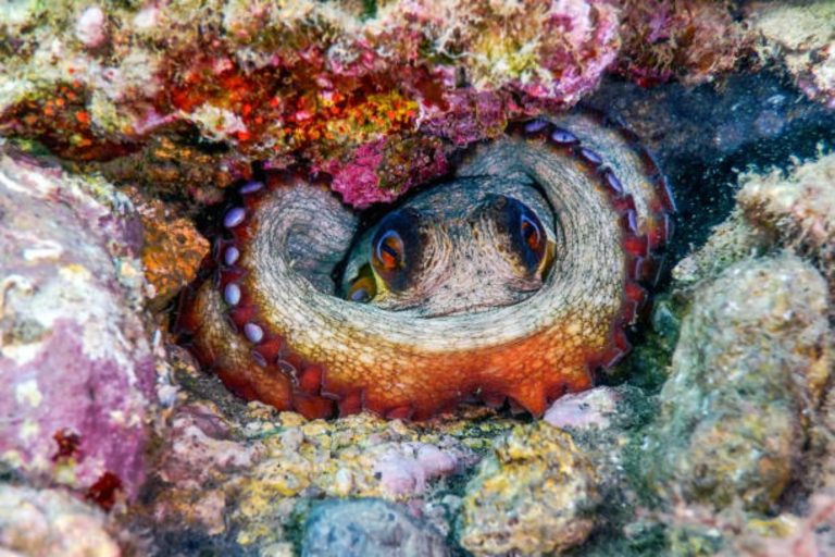 Pulpo: El animal que podría heredar la Tierra tras la extinción humana, según un profesor de Oxford