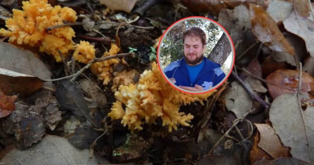 "El uso de cepas de 'Fusarium oxysporum' para extraer oro del suelo", un descubrimiento en biología que roza la ciencia ficción