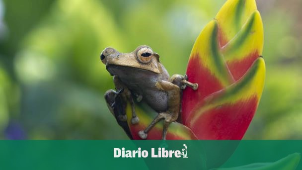 Estudio revela claves de regeneración forestal