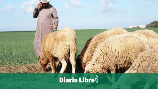 Ganaderos marroquís piden ayuda para proteger ovejas por sequía