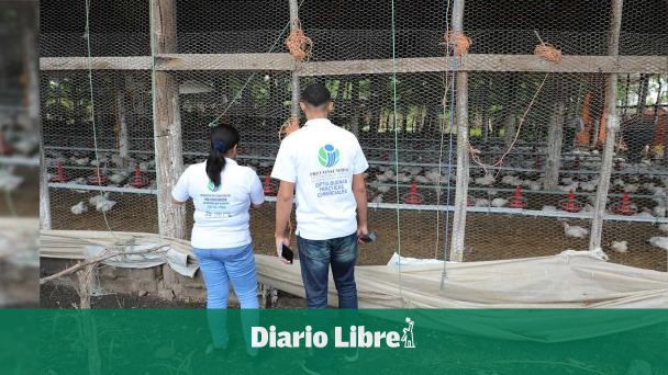 Gobierno dispone que pollo del almuerzo escolar sea producción local