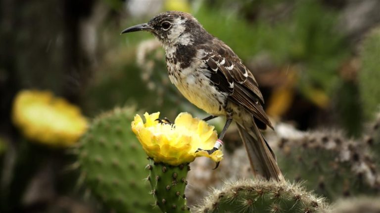 Hallan ave que se creía extinta hace casi dos siglos en una Isla de las Galápagos • Ciencia • Forbes México
