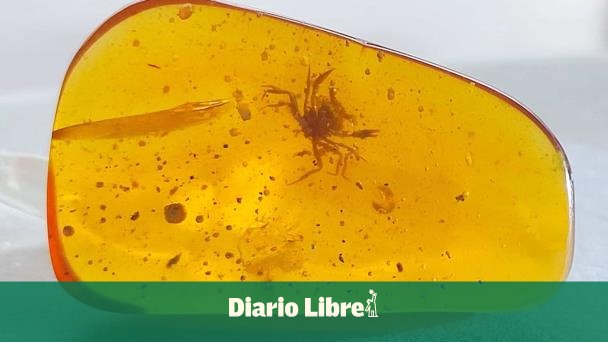 Hallan en Nueva Zelanda fósiles en ámbar de insectos acuáticos