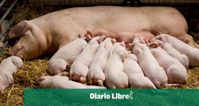 Hipólito Mejía critica manejo de los productores a la peste porcina